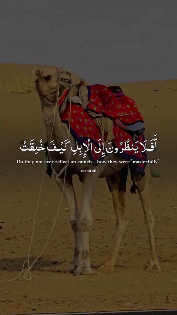 cover for quran quran alkarim quranrecitation quran1stquran allah fyp viral subhaneditz28 11949 #shortvideos