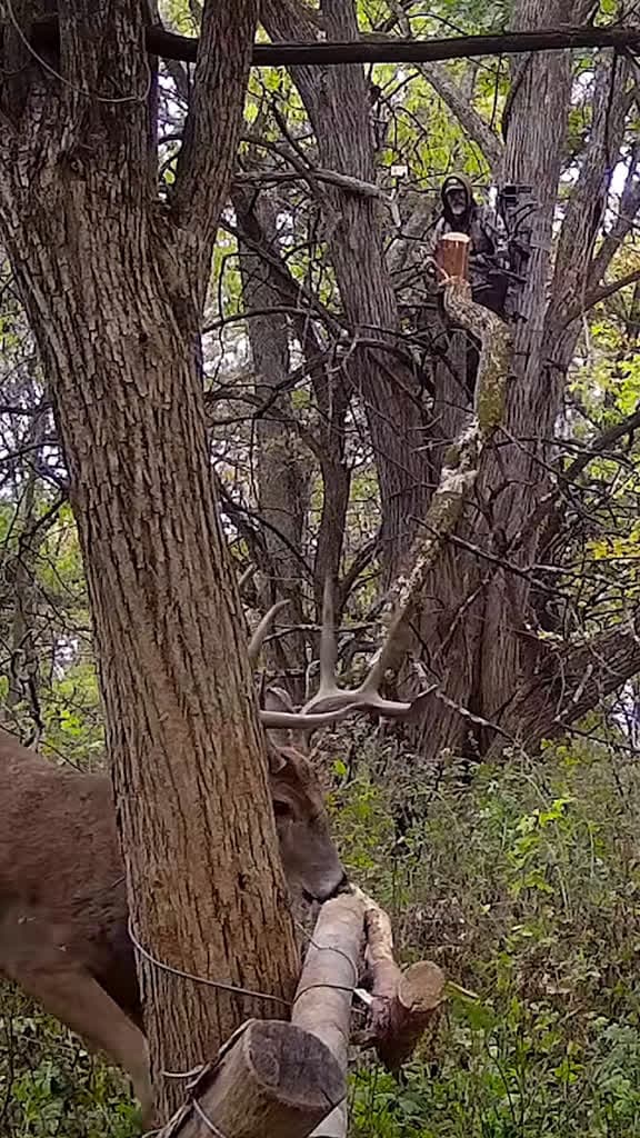 cover for Who's pumped for fall hunting season? 🦌 #deerseason #bigbuck #outdoors