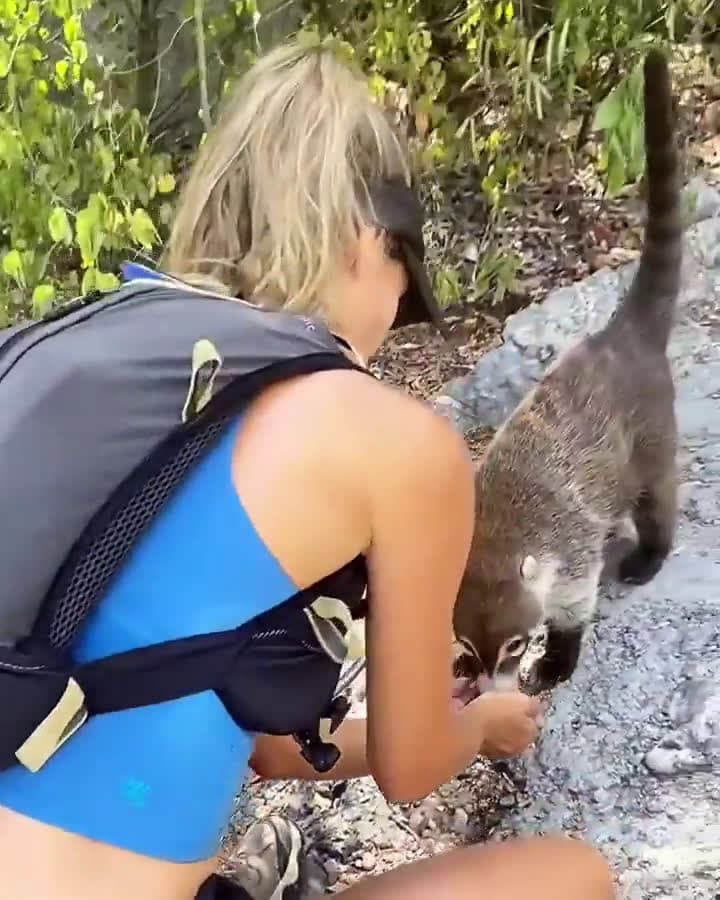 cover for Kind woman shares her water with a thirsty coati battling the heat 🦝💧 #Heartwarming #Wildlife #SummerHeat #Kindness