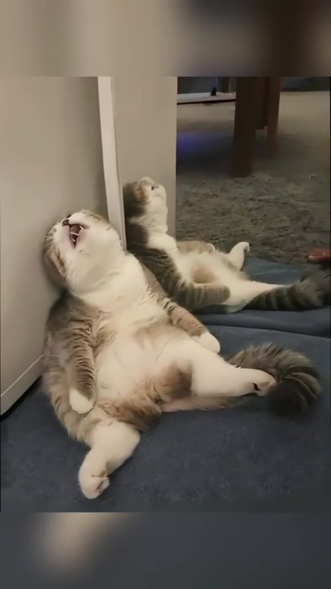 cover for When nap time turns into a comedy show #funnycats #kitten #cute #pet #fyp #funnyvideos  #foryou  #funnyanimals 