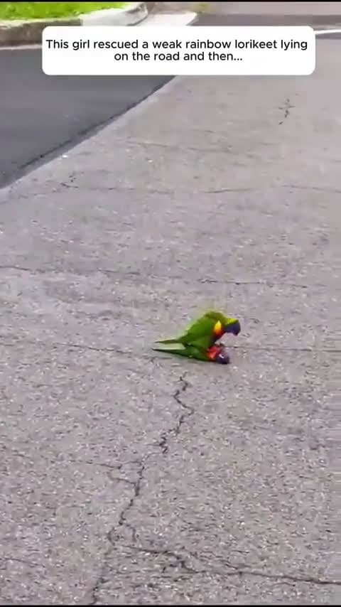 cover for A heartwarming return! 🦜 Watch how this girl is thanked by a whole family of lorikeets for saving one of their own. #RescueStory #WildlifeLove #NatureMagic