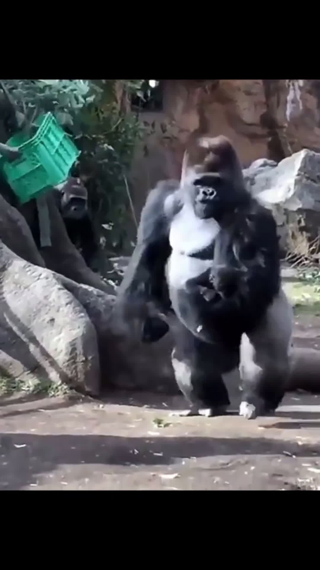 cover for Silverback gorilla kidnaps baby gorilla #funny #funnyvideos #gorilla #silverbackgorilla 
