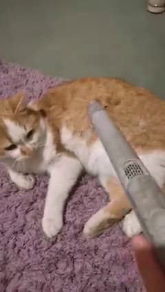 cover for Brushing by the air Love it or Hate it My Cat is not shure
