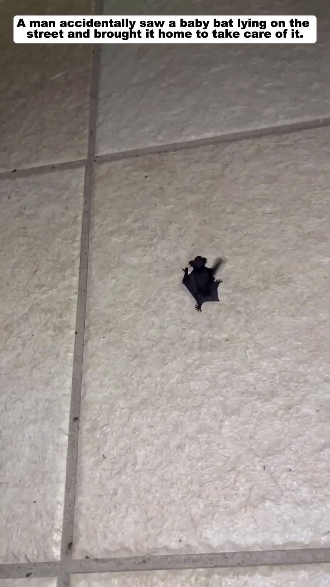 cover for A man accidentally saw a baby bat lying on the street and then bats babybat short