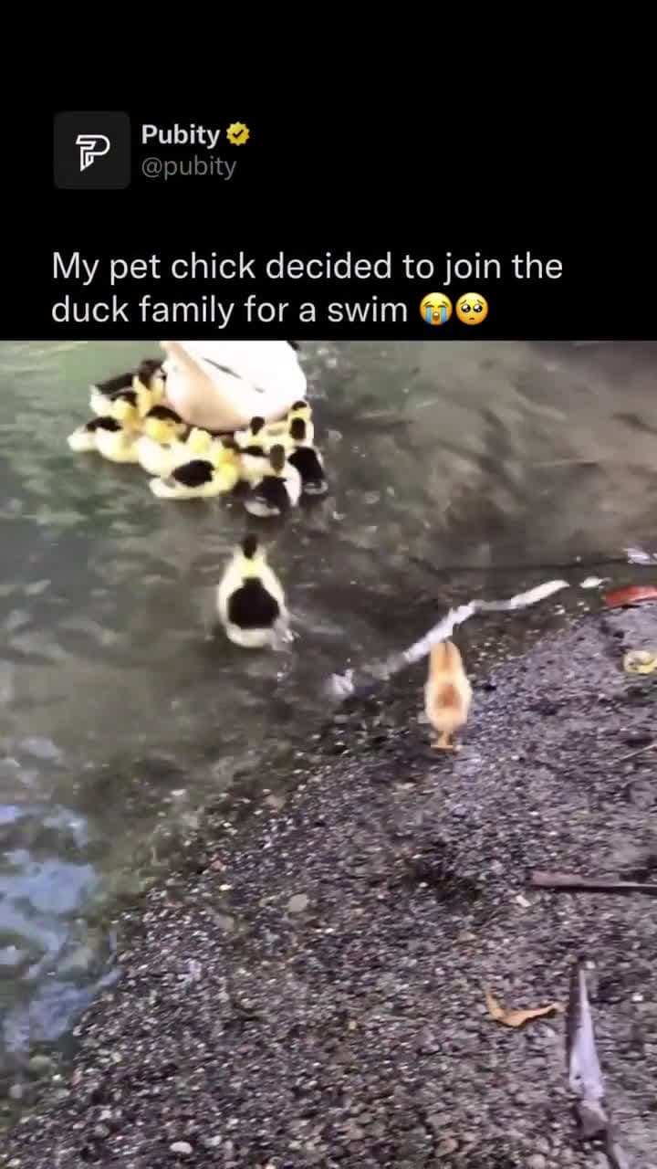 cover for Chick decided to join the duck family in swimming 😩😩