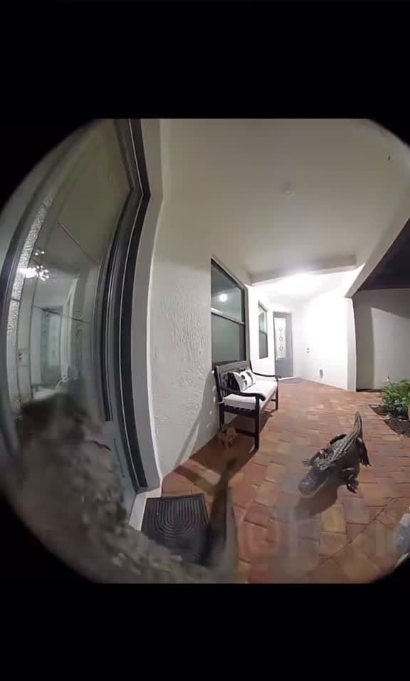 cover for When you catch an alligator at your front door 😱🛎️ #FloridaLife #CaughtOnCamera #RingDoorbell