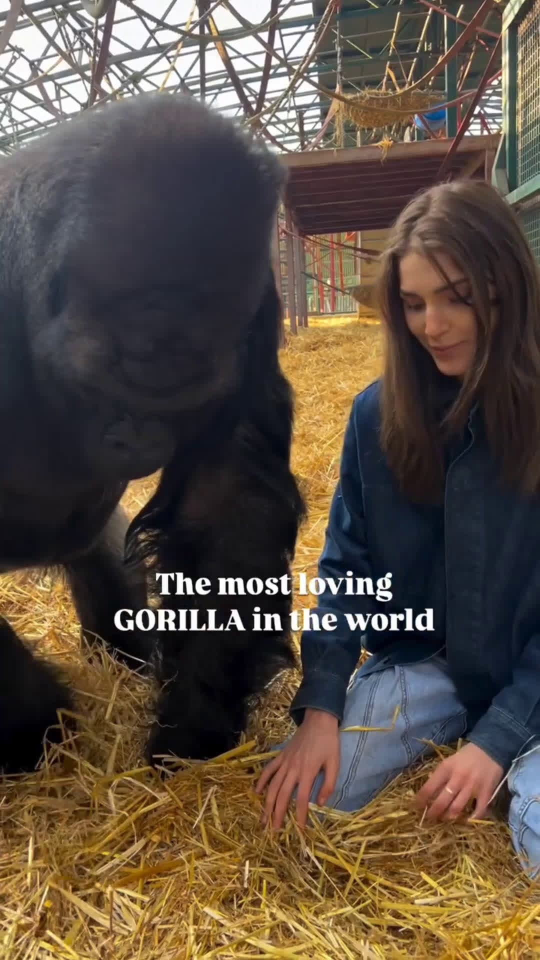 cover for The most loving sound from the most loving GORILLA, Kifu🦍who I have known my whole life and have developed a completely natural relationship with❤️ We are the only people in the world that have ever sent 