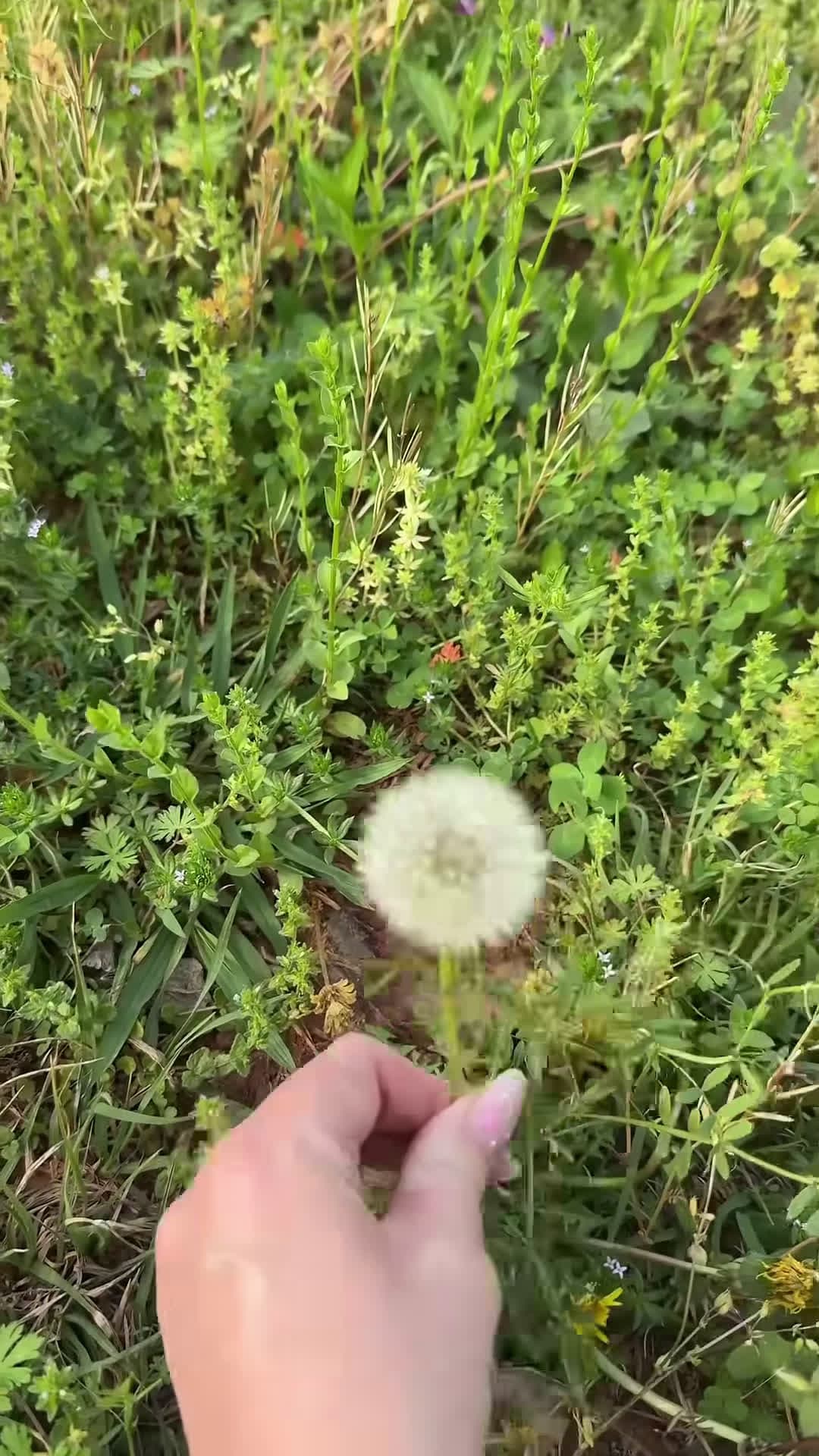 cover for Toddler Is Scared Of A Dandelion