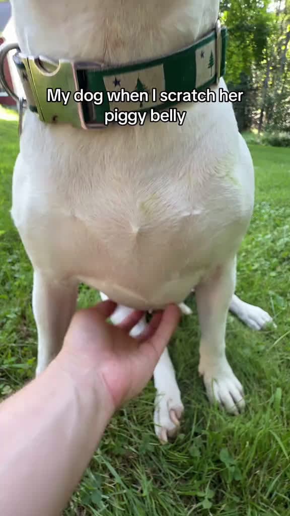 cover for Pookie loves it so much! #bellyscratches #doggo #doggosdoingthings #dogsoftiktok  created by MisterMainer with Vital wellness’s original sound - L&S Family