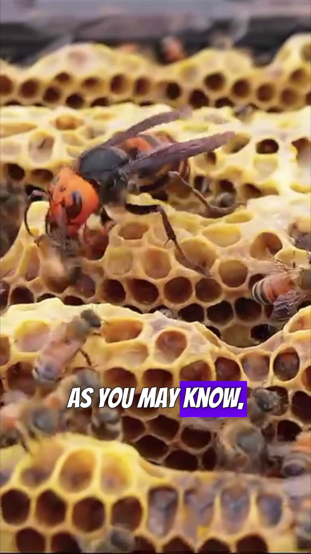 cover for Asian Giant Hornet vs Bees 👀