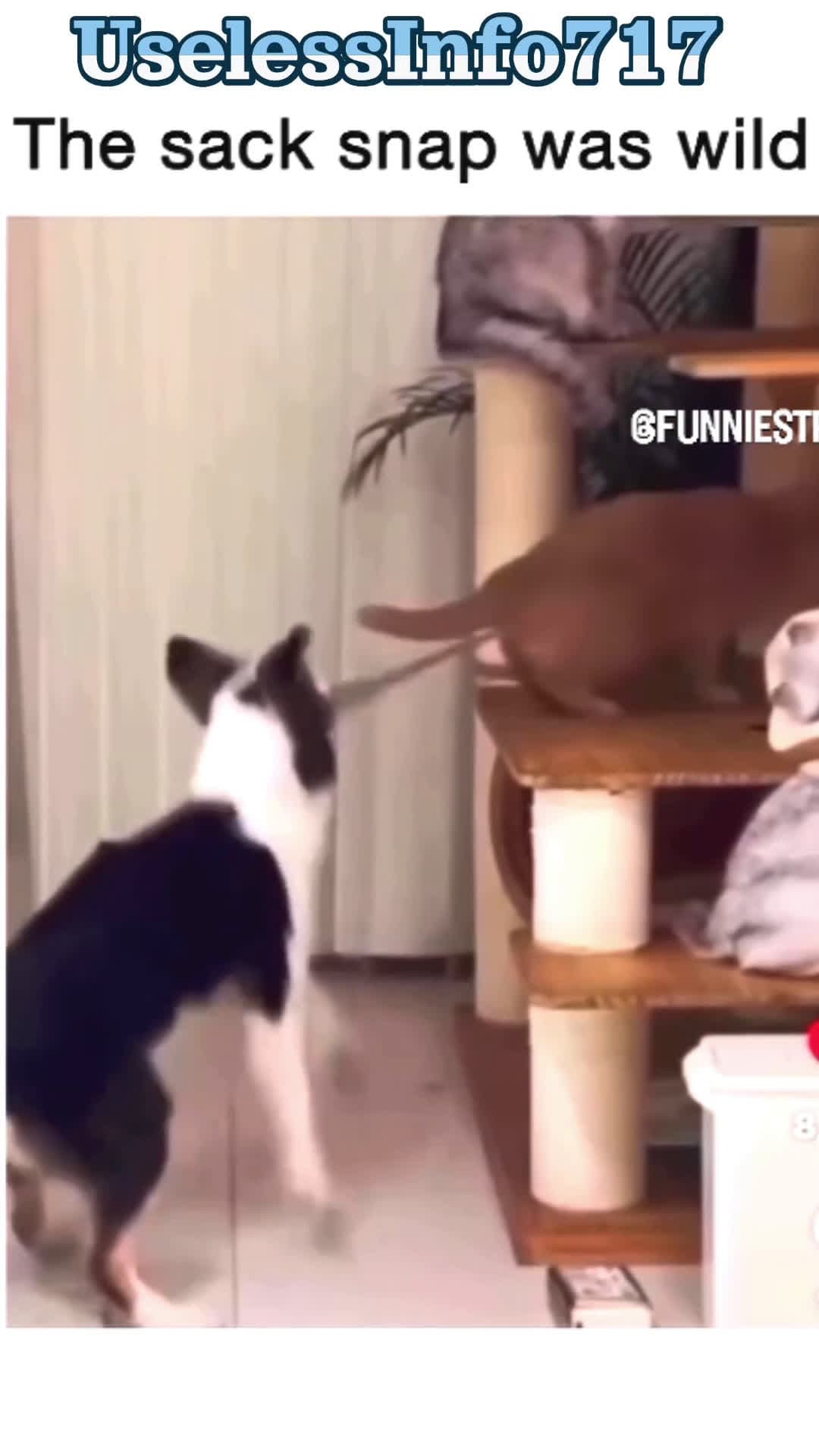 cover for "That Sack Snap!" 😫#dog #cat #funny 