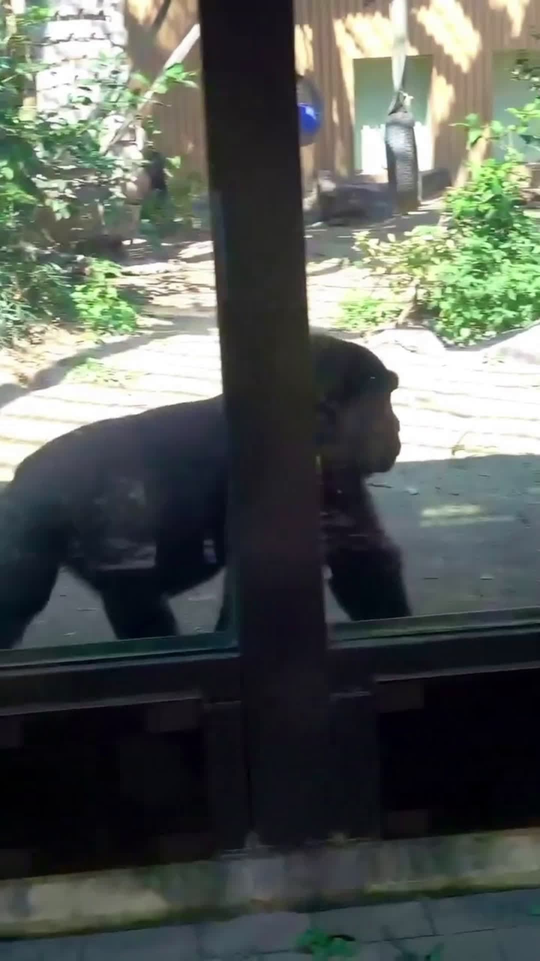 cover for Gorilla glass funny #funnyvideos #funny 