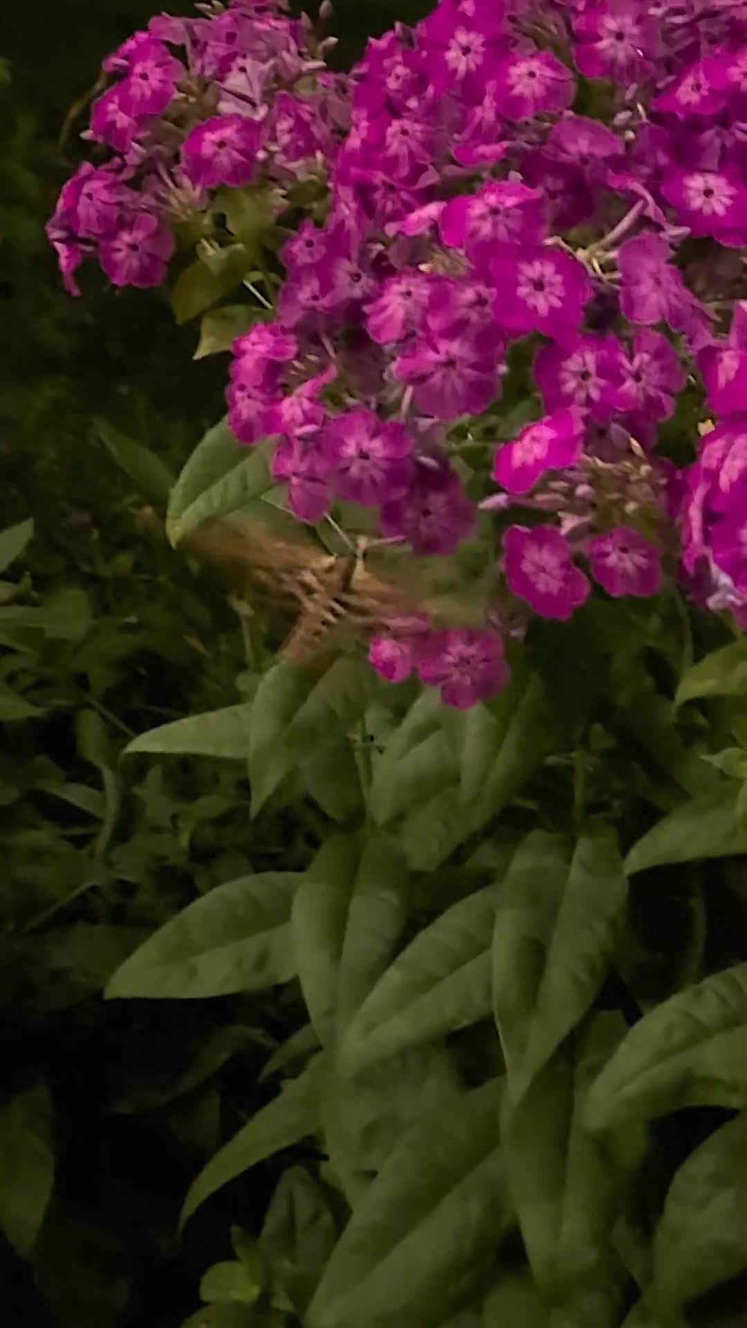 cover for Just spotted a white-lined sphinx moth for the first time—what a stunning sight! 🦋✨ #Nature #Moths #Insects #Wildlife