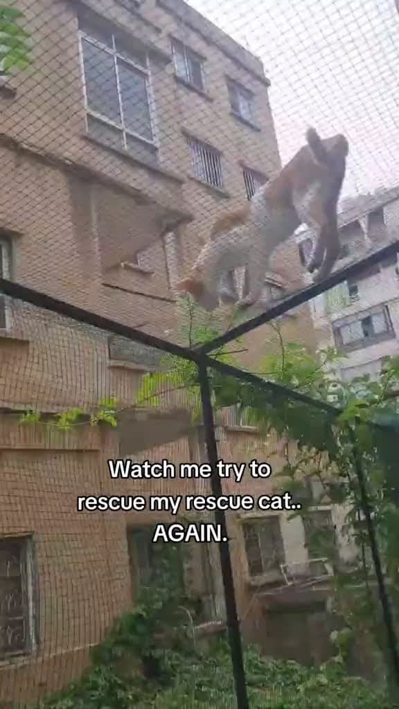 cover for I still have no clue how she escaped btw #fyp #foryou #catsoftiktok #catlover #funny #cute #cat #kitten #animals #tb #Love #rescue #pov #meme #pet #life #wtf #comedy