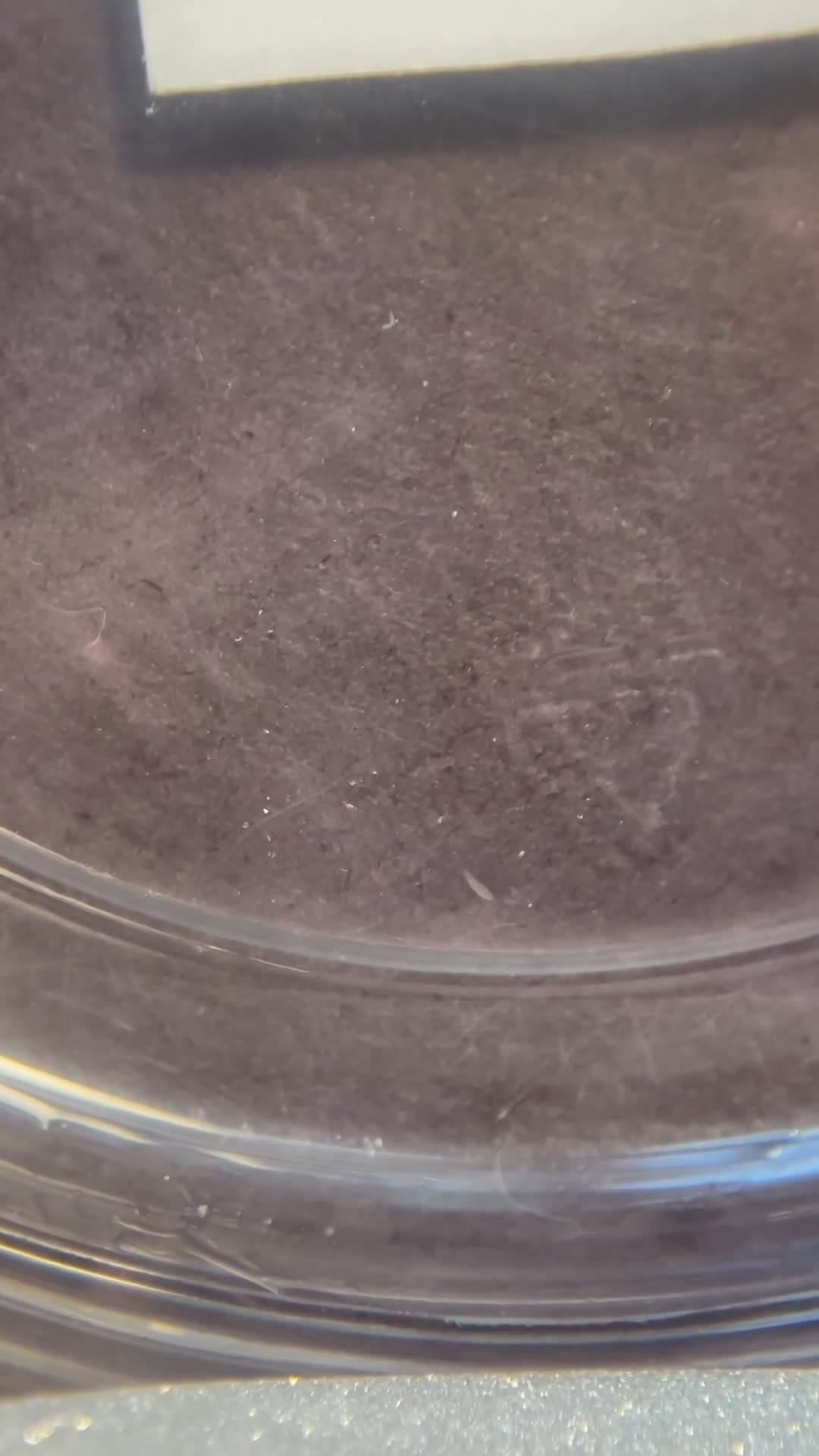 cover for Please tell me these aren’t planaria! 🐛😱 #Planaria #AquariumProblems #PetCare