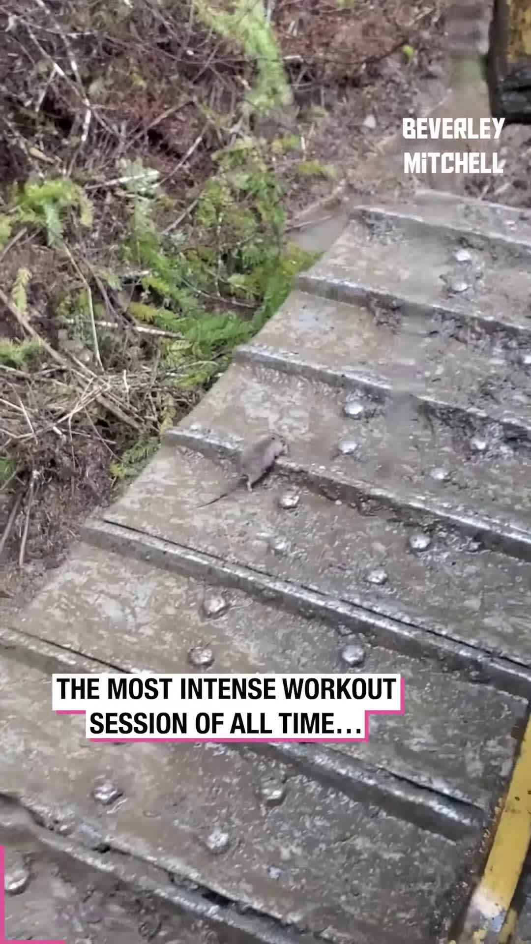 cover for /storage/emulated/0/Download/Mouse Finds the Perfect Workout Spot!