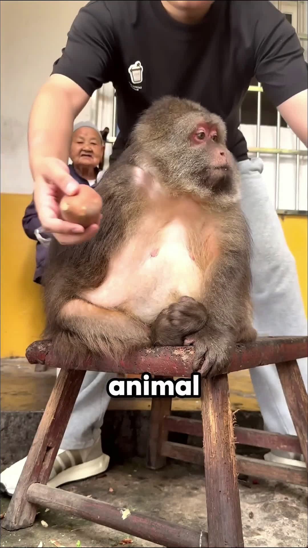 cover for This man and his mom are feeding a sweet potato to their elderly monkey ❤️🥹  #scoopzanimalvideo  #monkey 