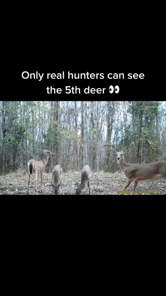 cover for Can you spot the deer? 🍂 #deerhunting #trailcam #wildlife