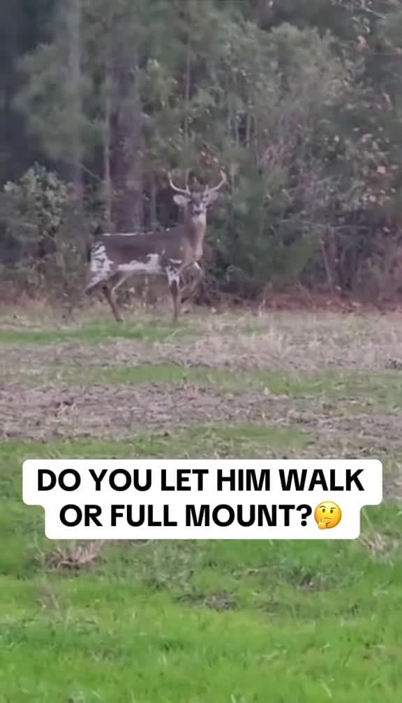 cover for What would you do if this giant buck showed up? 😳 #deerhunting #buck #wildlife #trending