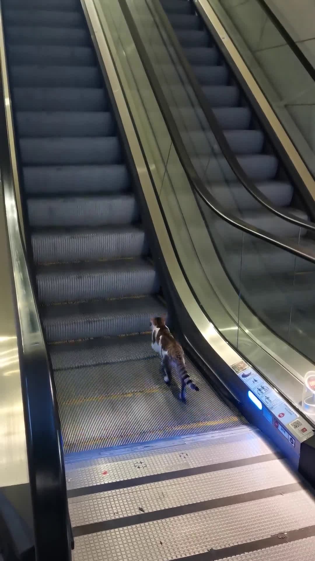 cover for Kind strangers rescue a cat stuck on an airport escalator in Istanbul 🐾 #PetRescue #Istanbul #Heartwarming