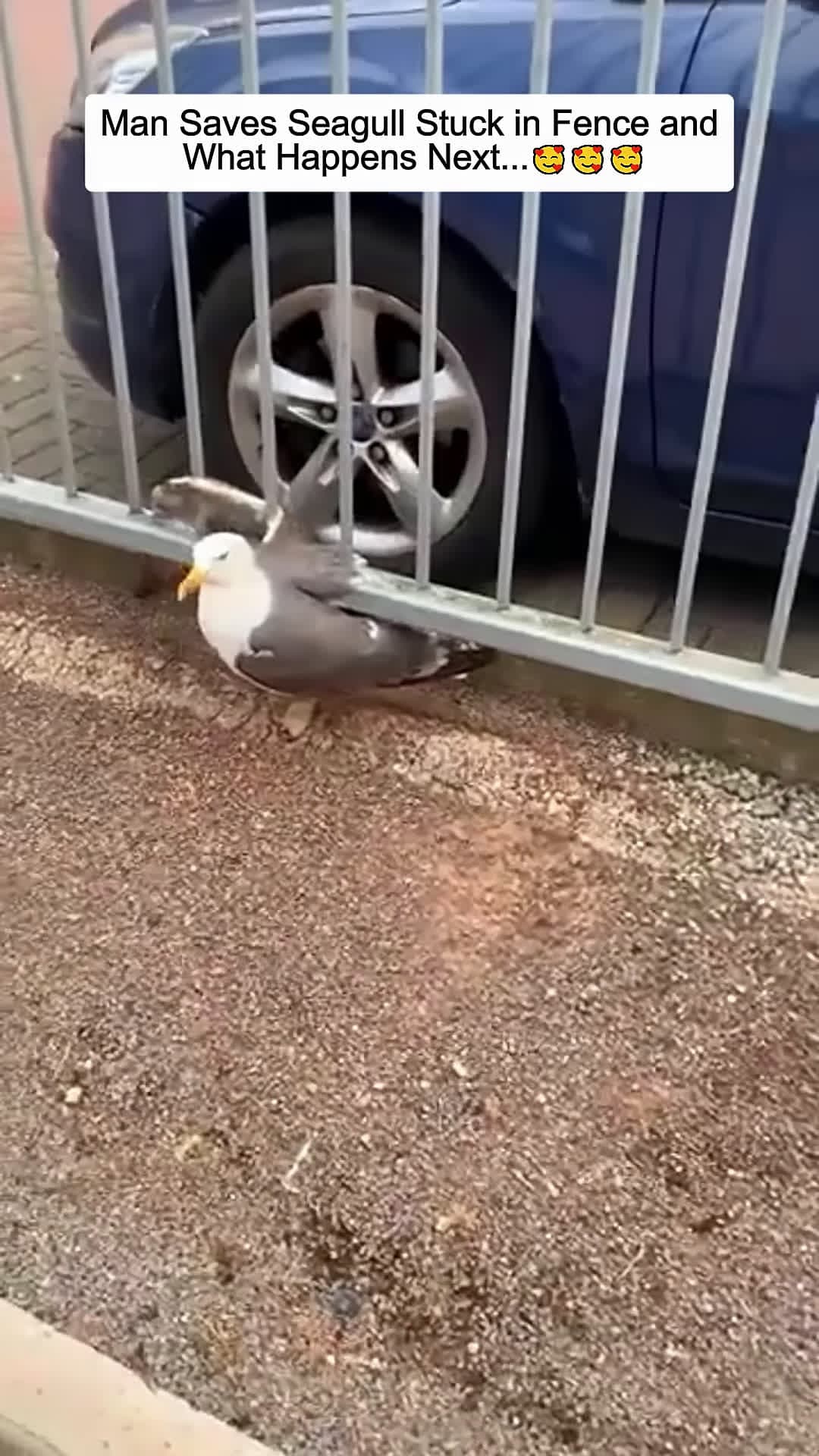cover for Man Saves Seagull Stuck in Fence and What Happens Next