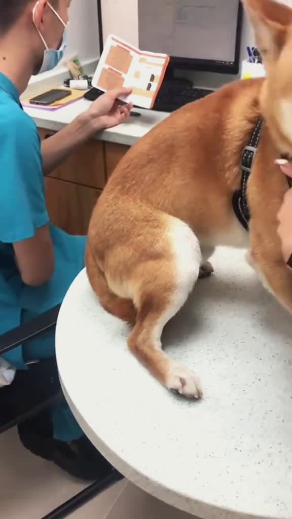 cover for Try not to laugh 😂😂😂 #funny #animals #funnypets #dog #pet
