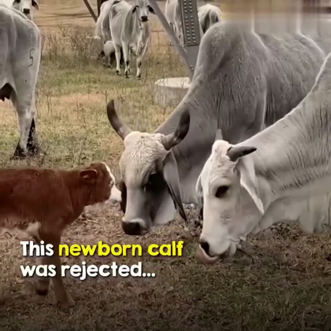cover for Abby's Journey - The neglected calf that no one wantedAbby was rejected and bullied by all the other cows, so Colton decided to raise her on his own ❤️