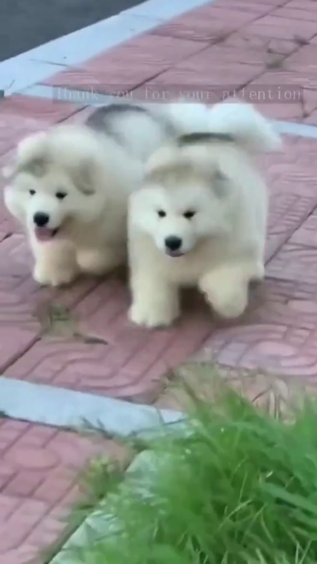 cover for #dog #dogs  #cute #fyp #scoopzanimalvideo 