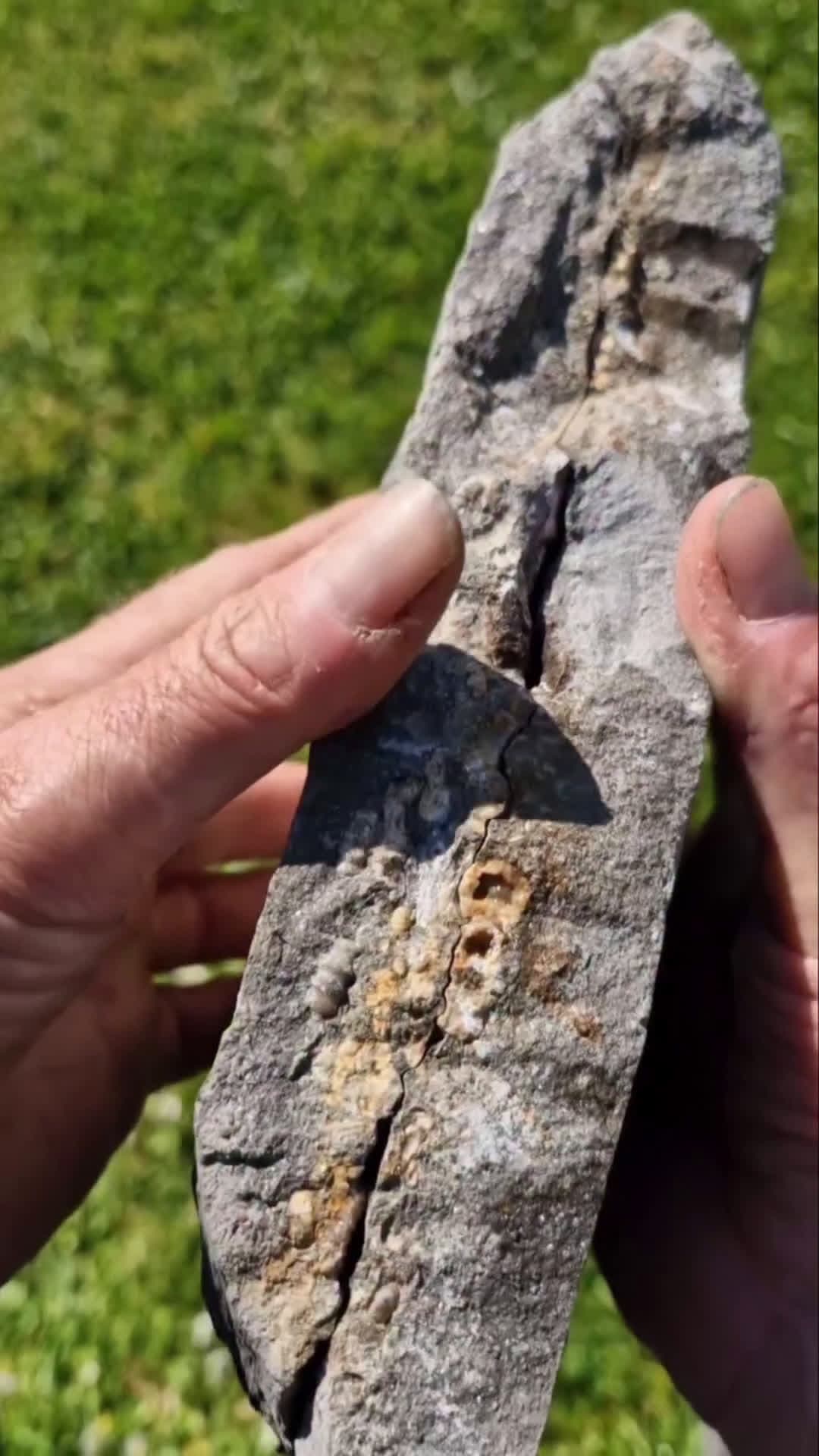 cover for Not a recent find 👀 but recently rediscovered whilst looking for something totally unrelated to fossils. However, it's such a great example of a 'woodstone cluster' 🪵🪨 that I thought I'd brush it off and film it. 