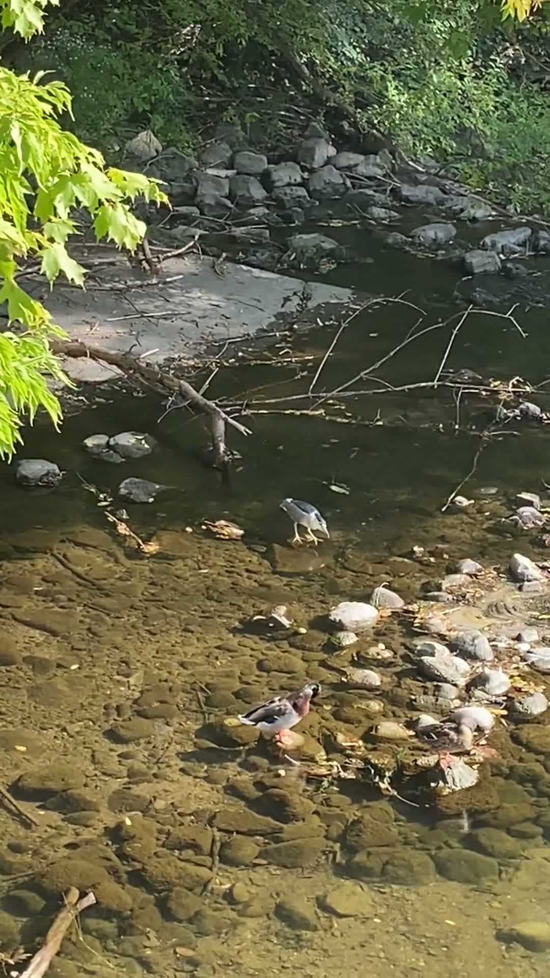 cover for Amazing Black Crowned Night Heron in action! 🐦 #BirdWatching #Wildlife #NatureLovers