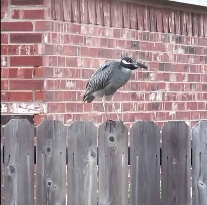 cover for Watch this Yellow-Crowned Night Heron fluff up its feathers in North Texas! 🦜 #Birdwatching #Wildlife #Nature