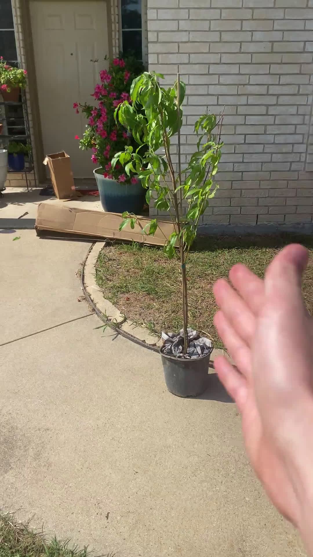 cover for Just planted this beauty! Watch it grow 🌱 #NewTree #PlantLife