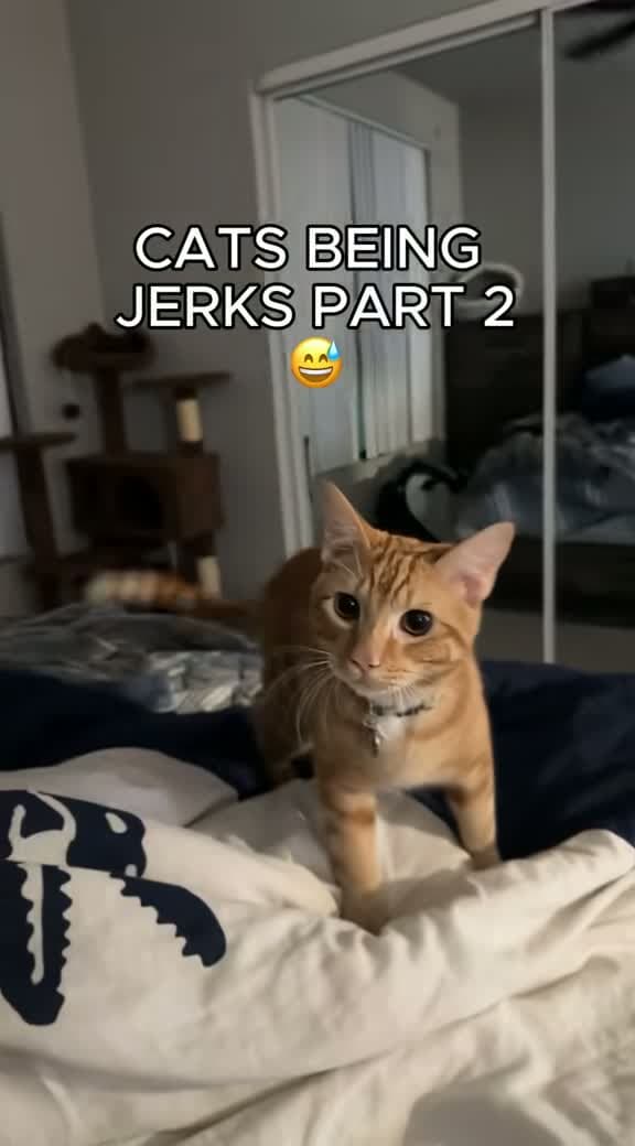 cover for Why are cats such jerks? 😂 #funnycat #catsoftiktok