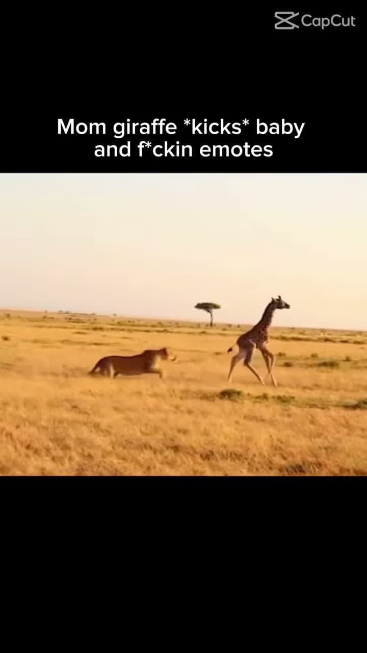 cover for 🤣🤣🤣🤣