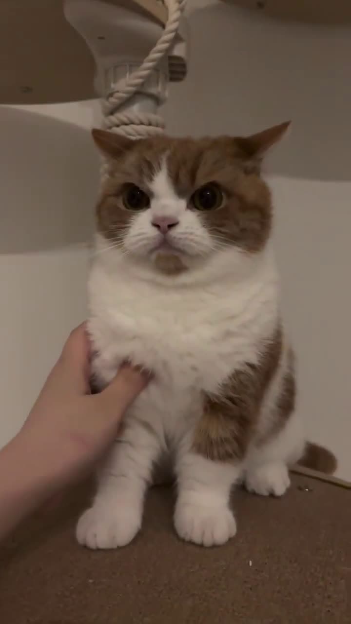 cover for I said no, but the cat had other plans 😾 #CatReaction #FunnyCats #CatLife #PetHumor