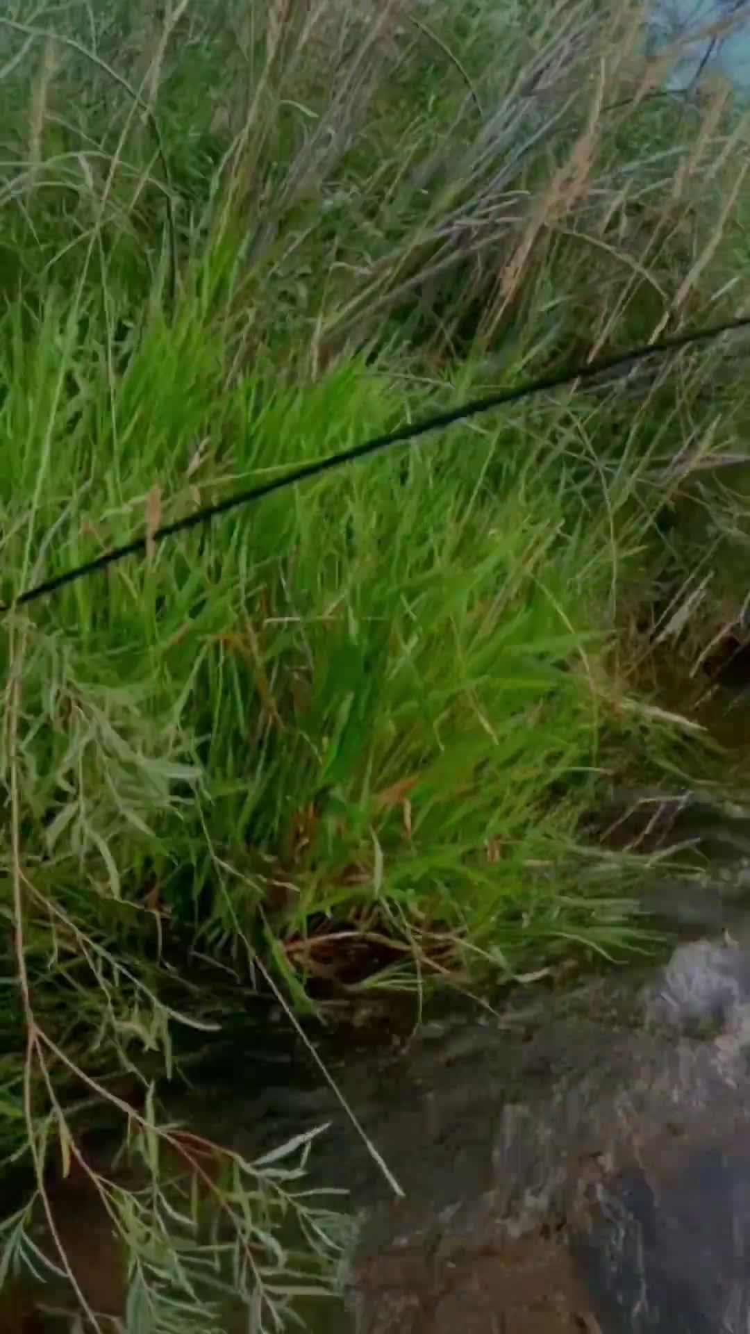 cover for That moment when a fish bites and the chase begins 🎣🐟 #FishOn #Fishing #CatchOfTheDay #Angling