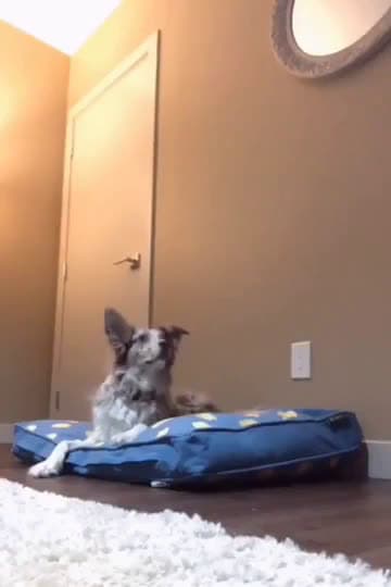 cover for Adopted dog's priceless reaction when you cuddle up beside her in bed 🐶😄 #AdoptedDog #DogReaction #CuddleTime #FunnyDogs