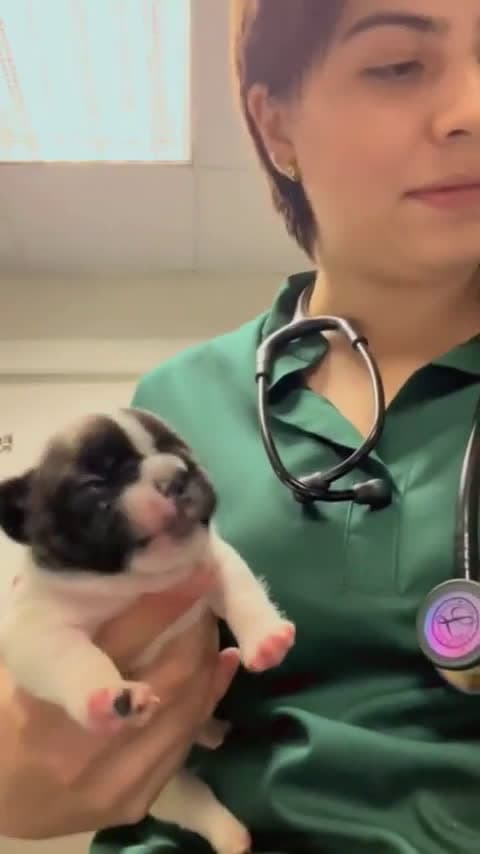 cover for Watch this adorable puppy's reaction to taking medicine! 🐶❤️ #CutePets #PuppyLove #Adorable