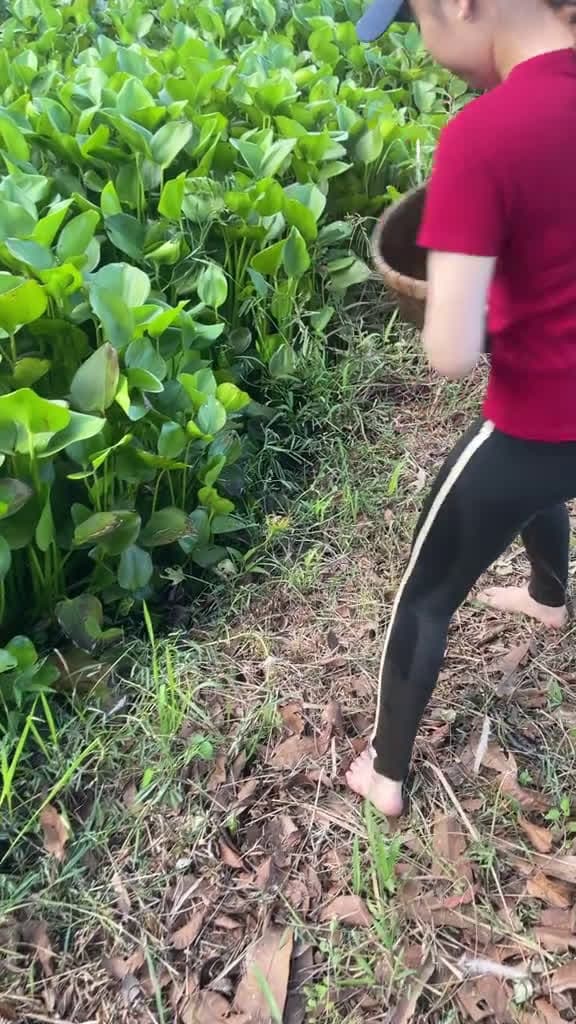 cover for Surprised Catch With Giant Eels fishing 95422 #shortvideos