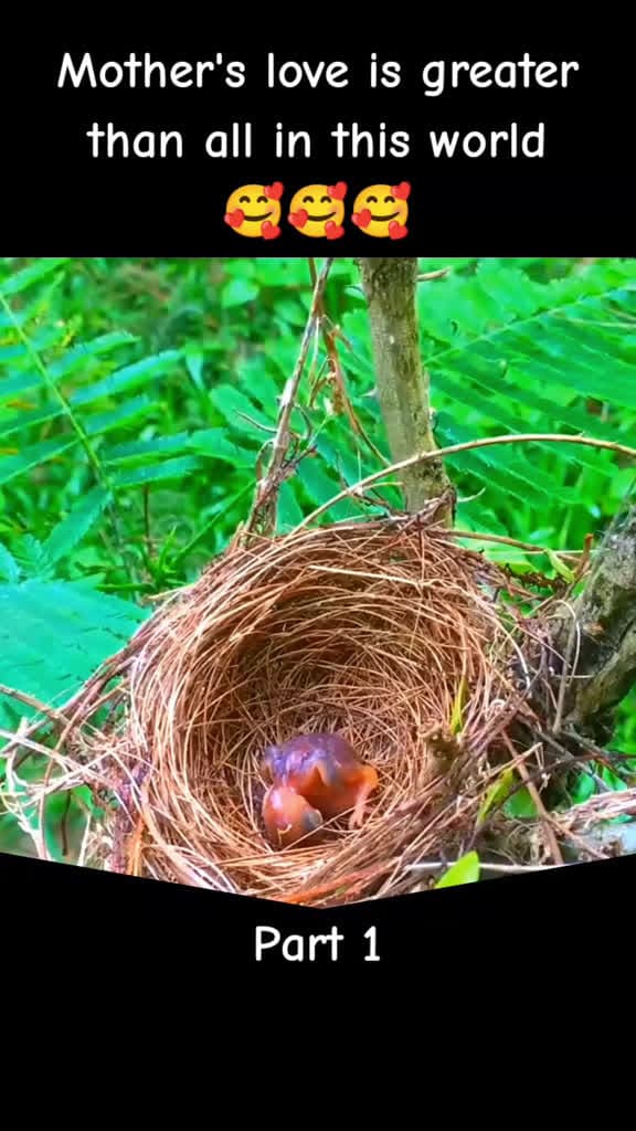 cover for Witness the Heartwarming Care of a Bird of Prey for Its Chicks 🦅❤️ #BabyBirds #WildlifeMoments