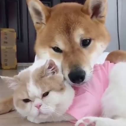 cover for Dog and Cat best friends