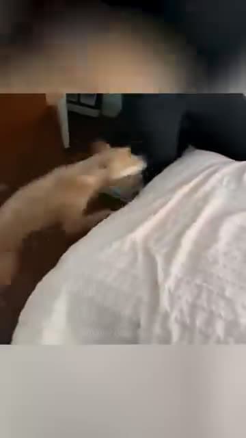 cover for Funny and cute dogs compilation #funnydog #cutedog #dogoftiktok #doglover #dog #dogoftiktok #foryoupage #funnypet #doggo #talkinganimals_549