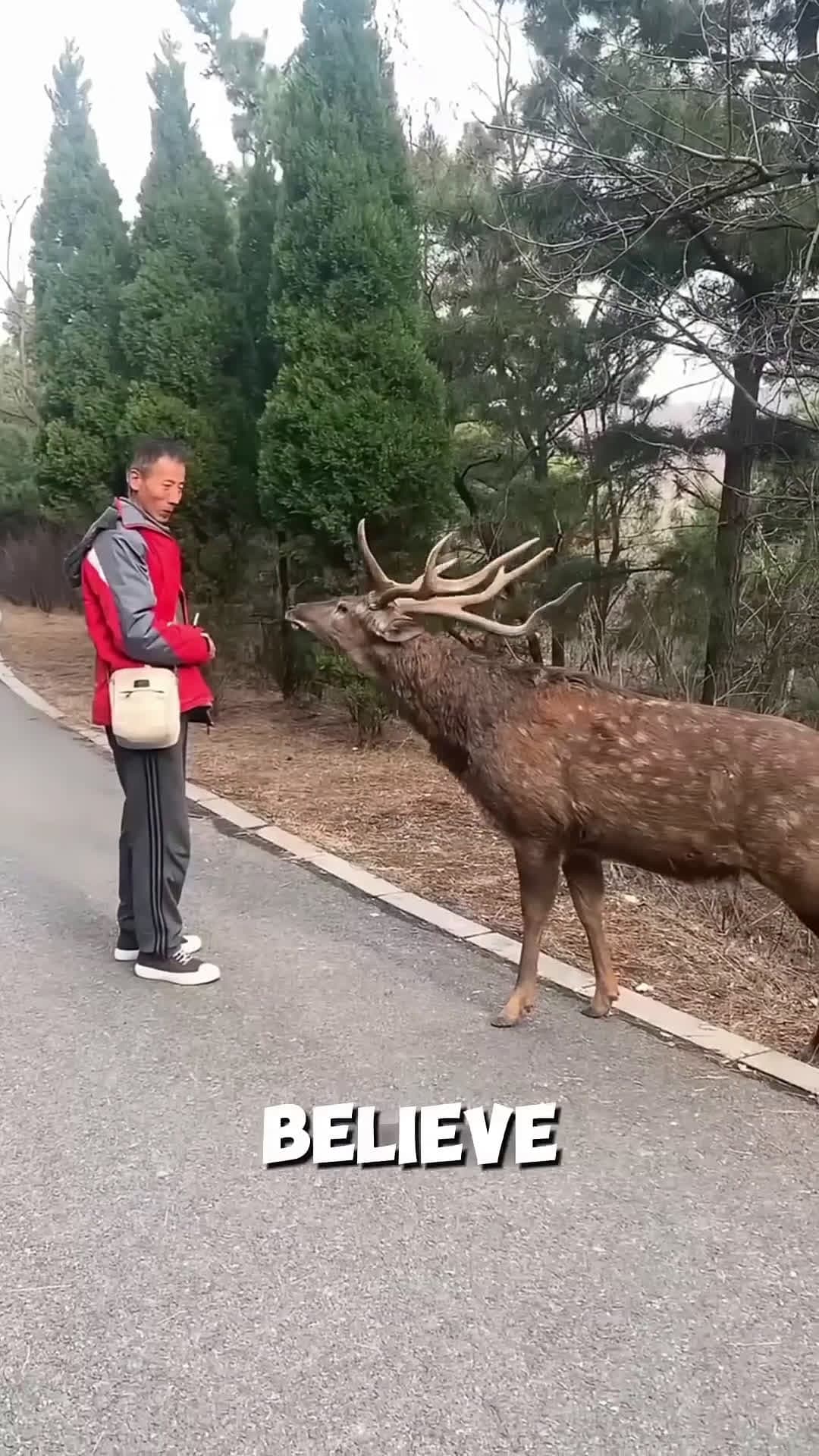 cover for A Hungry Deer Stopped This Man on the Road! 🦌🍌 #scoopzanimalvideo 