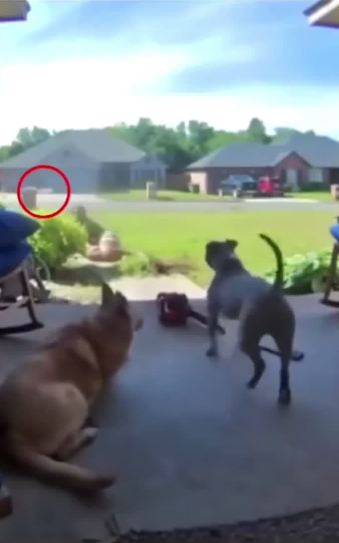 cover for When her pitbull was about to Attack 🥹🥹