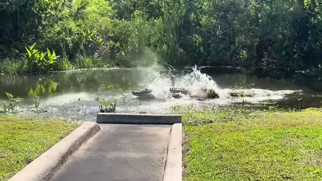 cover for This couple left just 30 seconds before a protective mama alligator appeared… and her baby was hiding nearby!🐊😳 #FloridaWildlife #WildEncounter #KennedySpaceCenter