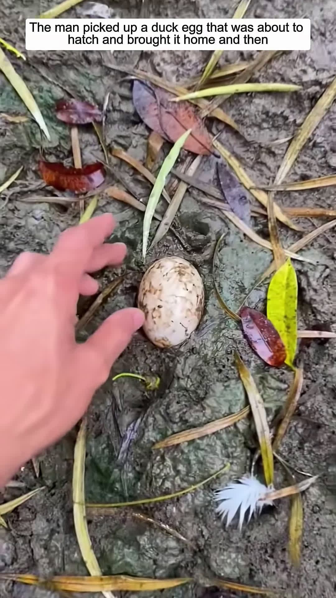 cover for The man picked up a duck egg that was about to hatch and brought it home and then animalshorts