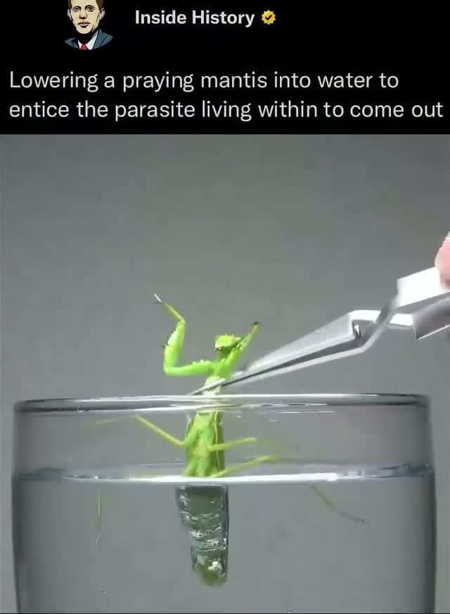 cover for Horsehair worms are known to manipulate their insect hosts—such as crickets, praying mantises, and other species—by compelling them to seek out water and leap in, effectively causing their own death. This striking behavior is a...