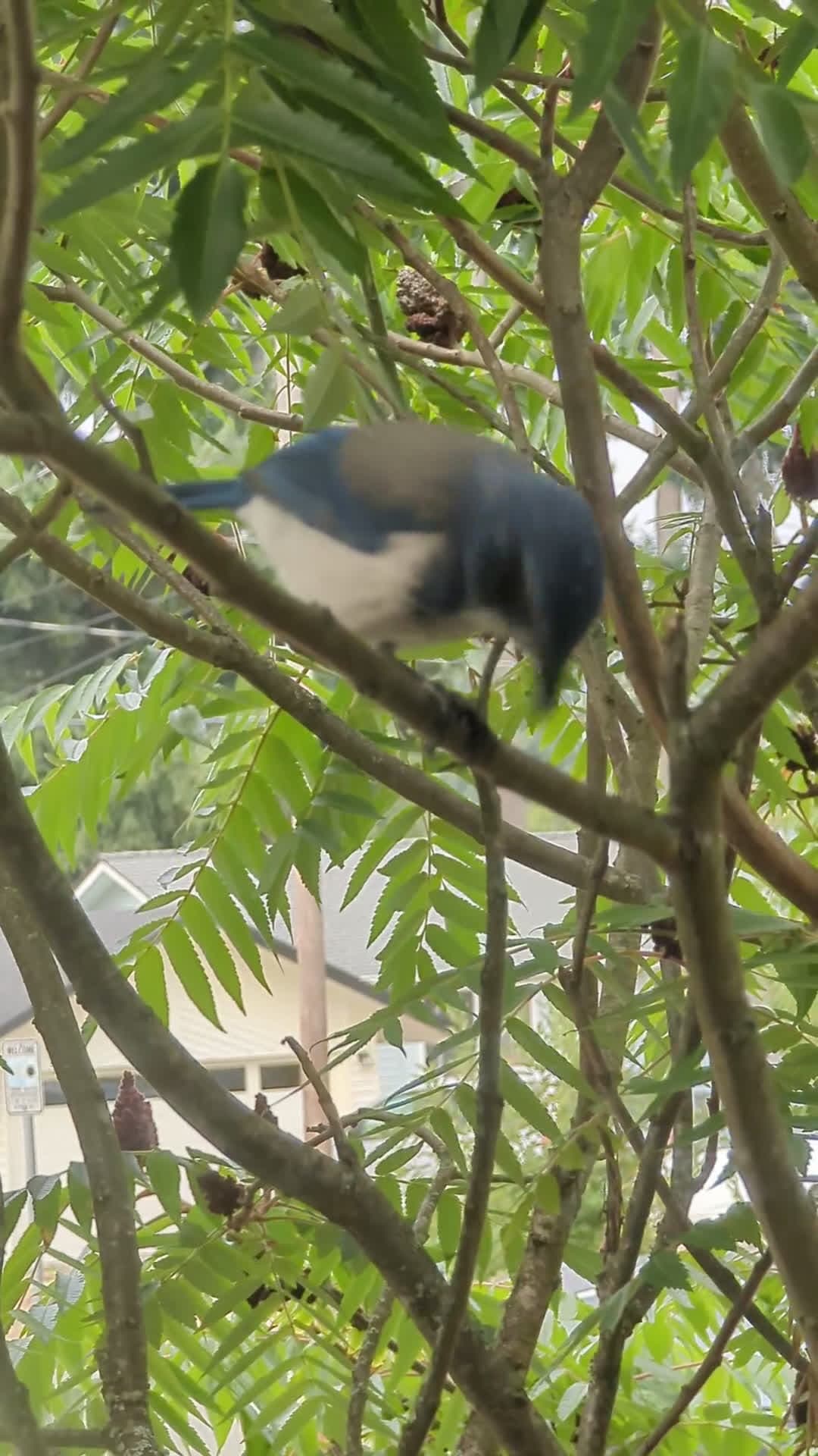 cover for Amazing Scrub Jay spotted in Washington! 🐦 #BirdWatching #ScrubJay #WashingtonWildlife