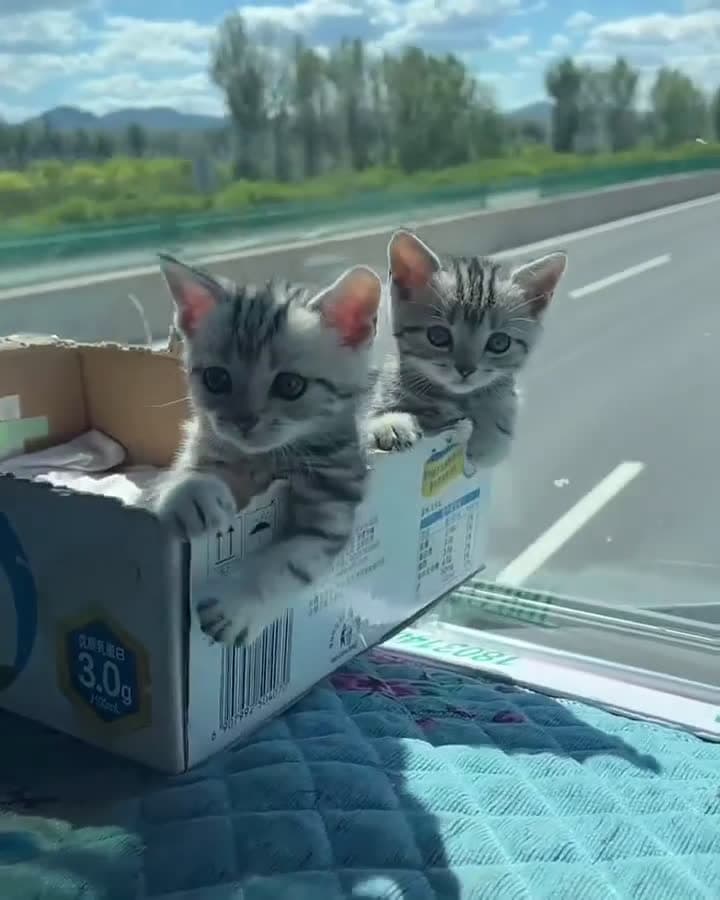 cover for Cutest cat moments ever! 😻 #CatLover #AdorablePets