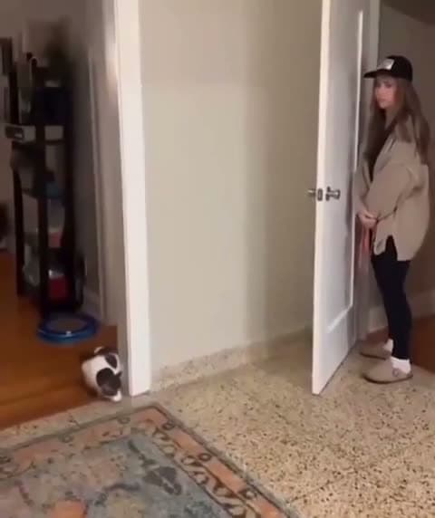 cover for When your cat scores the winning point 😹 #CatWins #PetPower #FunnyPets